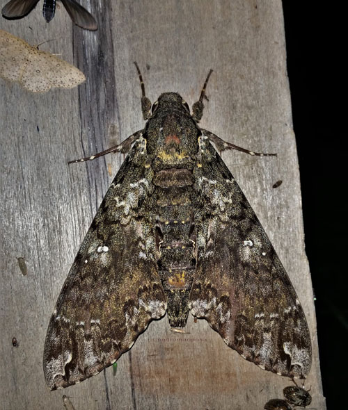 and Dupochel's Sphinx, Amphonyx duponcheli (Poey, 1832). Caranavi, Yungas, Bolivia december 5, 2021. Photographer;  Peter Mllmann