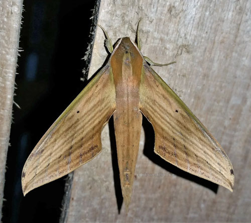 Libya sphinx, Xylophanes libya (Druce, 1878).  Caranavi, Yungas, Bolivia december 5, 2021. Photographer;  Peter Mllmann