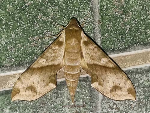 Xylophanes pistacina (Boisduval, 1875). Caranavi, Yungas, Bolivia december 1, 2021. Photographer;  Peter Mllmann