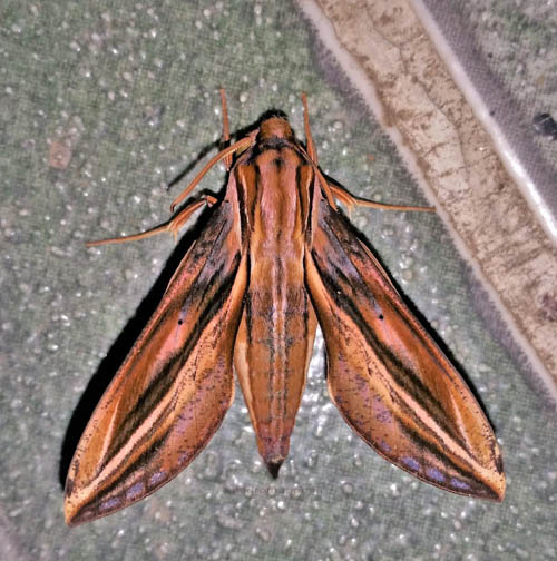 Xylophanes thyelia (Linnaeus, 1758).  Caranavi, Yungas, Bolivia december 7, 2021. Photographer;  Peter Mllmann