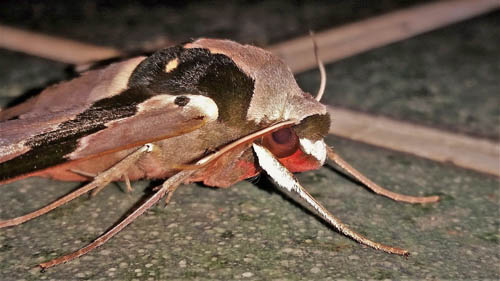 Adhemarius gannascus (Stoll, 1790). Caranavi, Yungas, Bolivia december 6, 2021. Photographer;  Peter Mllmann