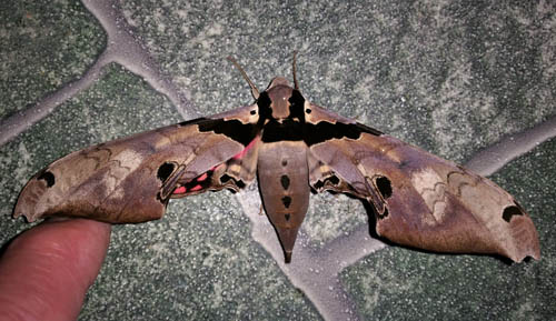 Adhemarius gannascus (Stoll, 1790). Caranavi, Yungas, Bolivia december 6, 2021. Photographer;  Peter Mllmann