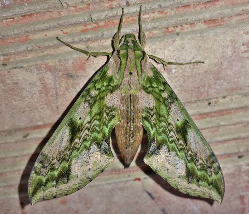 Xylophanes fusimacula (Felder, 1874). Caranavi, Yungas, Bolivia december 9, 2021. Photographer;  Peter Mllmann