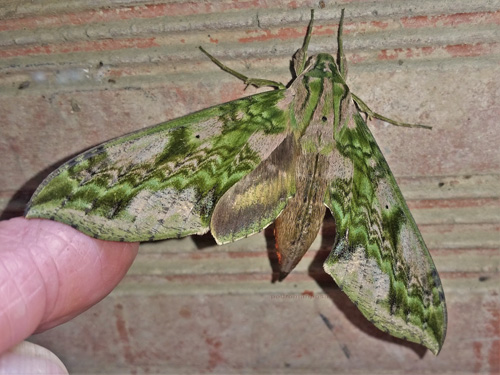 Xylophanes fusimacula (Felder, 1874). Caranavi, Yungas, Bolivia december 9, 2021. Photographer;  Peter Mllmann