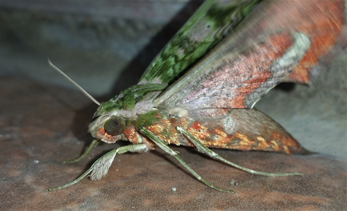 Xylophanes fusimacula (Felder, 1874). Caranavi, Yungas, Bolivia december 9, 2021. Photographer;  Peter Mllmann