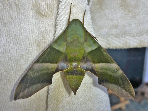 Oryba achemenides (Cramer, 1779) female.  Caranavi, Yungas, Bolivia  december 4, 20121 Photographer; Peter Mllmann