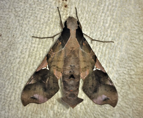 Callionima acuta (Rothschild & Jordan, 1910). Caranavi, Yungas, Bolivia december 5, 2021. Photographer;  Peter Mllmann