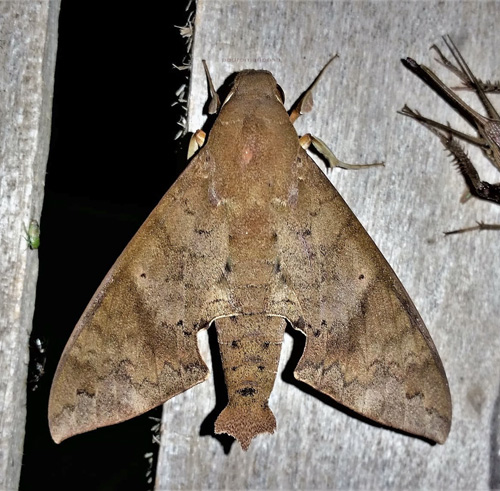 Walker's Sphinx, Pachylioides resumens (Walker, 1856).  Caranavi, Yungas, Bolivia december 12, 2021. Photographer;  Peter Mllmann