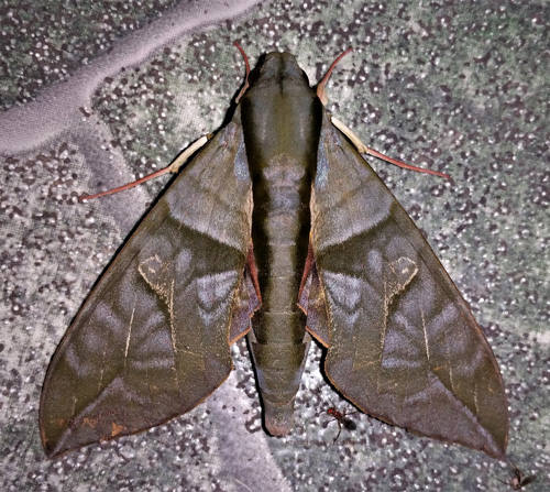 Eumorpha phorbas (Felder, 1874). Caranavi, Yungas, Bolivia december 21, 2021. Photographer;  Peter Mllmann