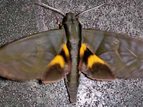 Eumorpha phorbas (Felder, 1874). Caranavi, Yungas, Bolivia december 21, 2021. Photographer;  Peter Møllmann
