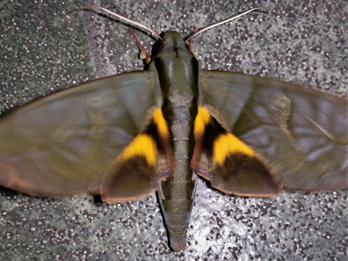 Eumorpha phorbas (Felder, 1874). Caranavi, Yungas, Bolivia december 21, 2021. Photographer;  Peter Mllmann