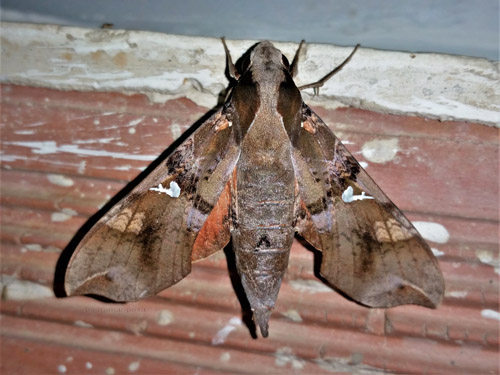 Parce sphinx, Callionima parce (Fabricius, 1775). Caranavi, Yungas, Bolivia january 21, 2022. Photographer;  Peter Mllmann