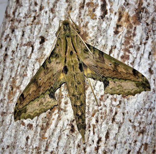 Xylophanes undata(Rothschild & Jordan, 1903). Caranavi, Yungas, Bolivia  january 21, 2022. Photographer; Peter Mllmann