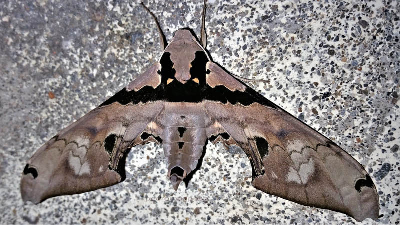 Adhemarius gannascus (Stoll, 1790).  Loa 1710m., Caranavi, Yungas, Bolivia February 18, 2022. Photographer; Peter Mllmann