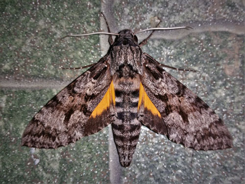 Isognathus menechus (Boisduval, 1875). Caranavi, Yungas, Bolivia  january 22, 2022. Photographer; Peter Mllmann