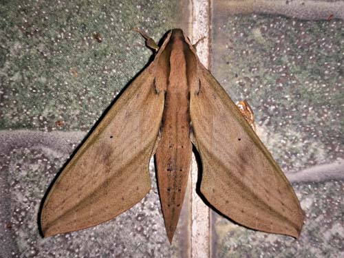 Xylophanes anubus (Cramer, 1777). Caranavi, Yungas, Bolivia  january 22, 2022. Photographer; Peter Mllmann