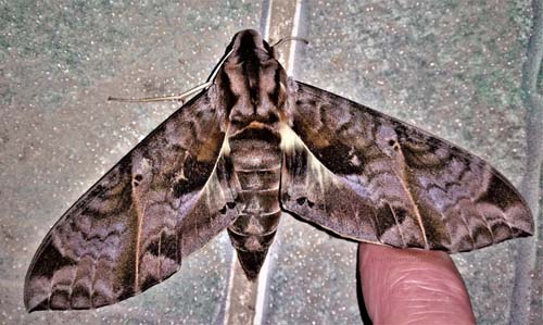 Eumorpha triangulum (Rothschild & Jordan 1903) female. Caranavi, Yungas, Bolivia  january 27, 2022. ). Photographer; Peter Mllmann ID by Jean Haxaire.