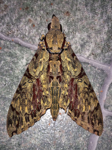 Darwin Hawkmoth, Amphimoea walkeri (Boisduval, 1875). Caranavi, Yungas, Bolivia february 7, 2022. Photographer;  Peter Mllmann