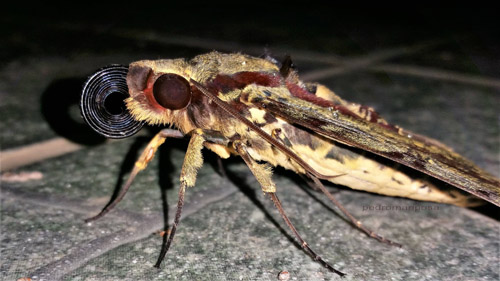 Darwin Hawkmoth, Amphimoea walkeri (Boisduval, 1875). Caranavi, Yungas, Bolivia february 7, 2022. Photographer;  Peter Mllmann