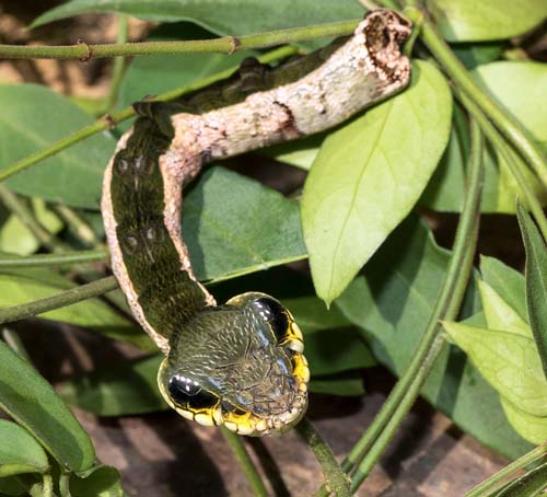 Snake Mimic Sphinx, Hemeroplanes triptolemus (Cramer, 1779). Rio Broncini, Caranavi, Yungas, Bolivia  January 17, 2022. Photographer; Henrik Bringse