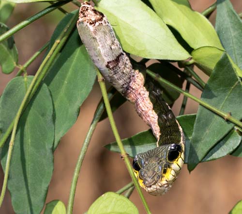 Snake Mimic Sphinx, Hemeroplanes triptolemus (Cramer, 1779). Rio Broncini, Caranavi, Yungas, Bolivia  January 17, 2022. Photographer; Henrik Bringse