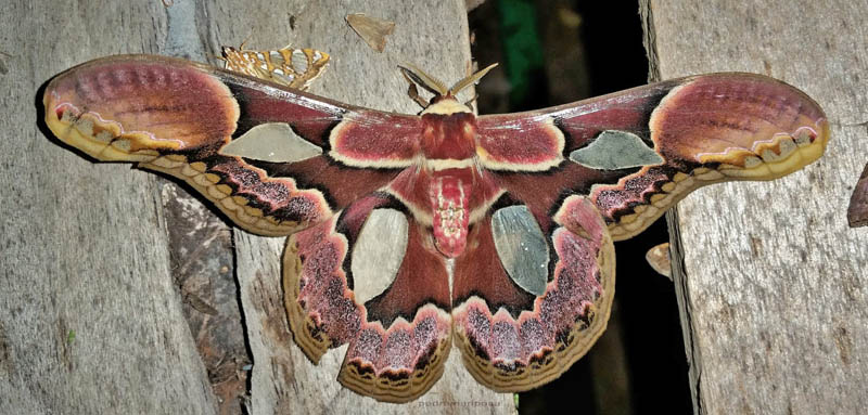 Rothschild's Silk Moth, Rothschildia erycina (Shaw, 1797). Caranavi, Yungas, Bolivia  december 6, 2021. Photographer; Peter Mllmann