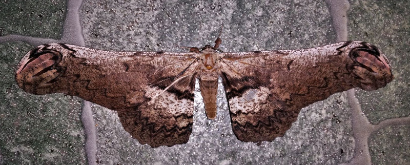 Loxolomia johnsoni (Schaus 1932) female. Caranavi, Yungas, Bolivia  december 18, 2021. Photographer; Peter Mllmann