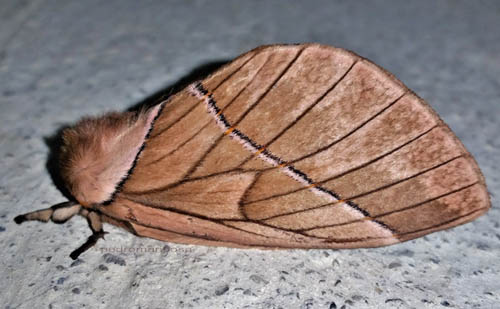 Pseudodirphia agis (Cramer 1775) family, Saturniidae. Loa 1710m., Caranavi, Yungas, Bolivia February 18, 2022. Photographer; Peter Mllmann