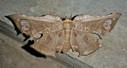 Draconia species. Thyrididae fam. Caranavi, Yungas, Bolivia december 6, 2021. Photographer;  Peter Mllmann