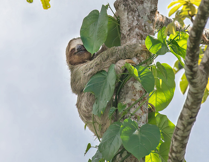 Colorad, Tortuguerro Nat. Park, Costa Rica november 10, 2021. Photographer; Knud Ellegaard