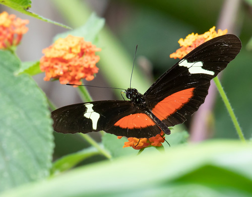 Cach, Cartago, Costa Rica november 3 -5, 2021. Photographer; Knud Ellegaard