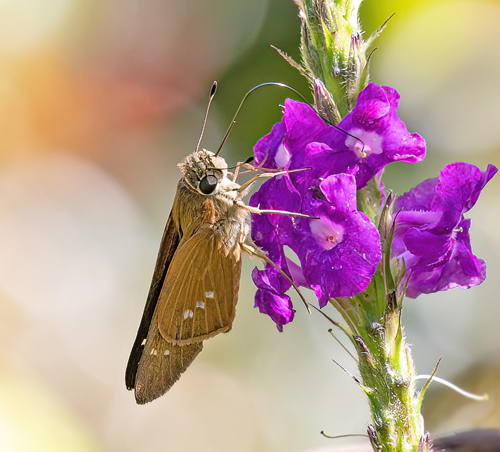 Cach, Cartago, Costa Rica november 3 -5, 2021. Photographer; Knud Ellegaard