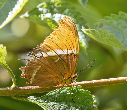 Cach, Cartago, Costa Rica november 3 -5, 2021. Photographer; Knud Ellegaard