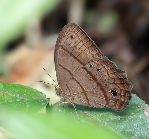 Cach, Cartago, Costa Rica november 3 -5, 2021. Photographer; Knud Ellegaard