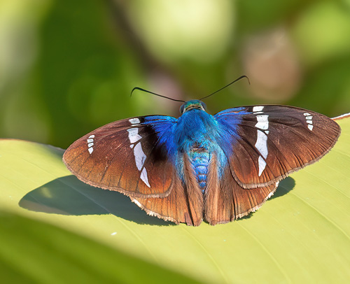 Cach, Cartago, Costa Rica november 3 -5, 2021. Photographer; Knud Ellegaard