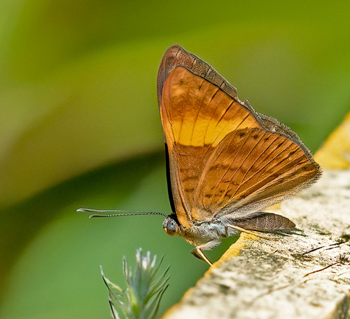 Cach, Cartago, Costa Rica november 3 -5, 2021. Photographer; Knud Ellegaard