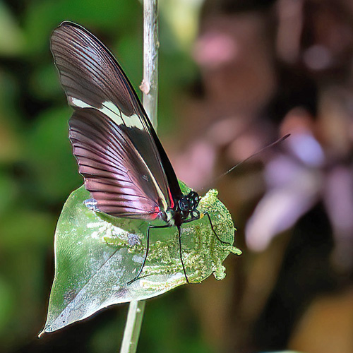 Cach, Cartago, Costa Rica november 3 -5, 2021. Photographer; Knud Ellegaard