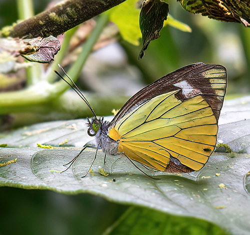 Parque Nacional Tapantí, Provincia de Cartago, Costa Rica november 6, 2021. Photographer; Knud Ellegaard