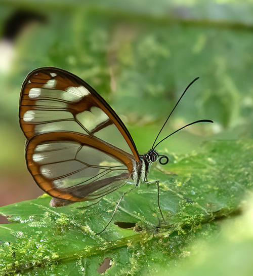 Parque Nacional Tapant, Provincia de Cartago, Costa Rica november 6, 2021. Photographer; Knud Ellegaard