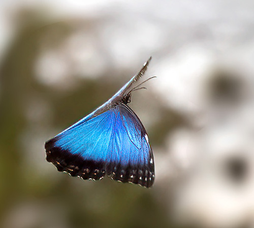 Parque Nacional Tapant, Provincia de Cartago, Costa Rica november 6, 2021. Photographer; Knud Ellegaard