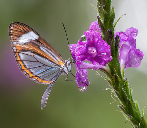 Cach, Cartago, Costa Rica november 7-8, 2021. Photographer; Knud Ellegaard