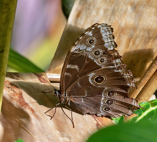 Cach, Cartago, Costa Rica november 7-8, 2021. Photographer; Knud Ellegaard