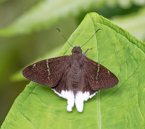 Cach, Cartago, Costa Rica november 7-8, 2021. Photographer; Knud Ellegaard