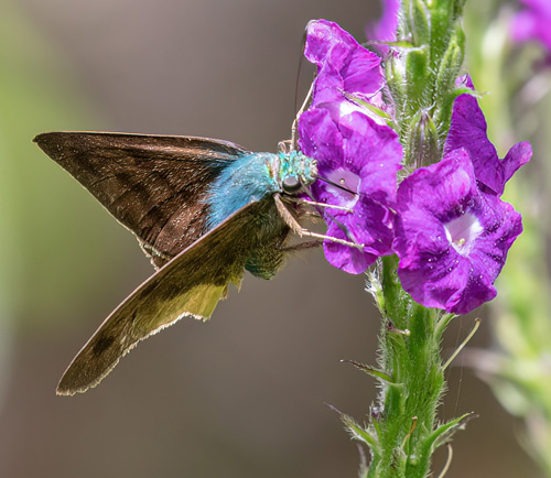 Cach, Cartago, Costa Rica november 7-8, 2021. Photographer; Knud Ellegaard