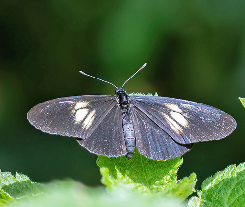 Cach, Cartago, Costa Rica november 7-8, 2021. Photographer; Knud Ellegaard