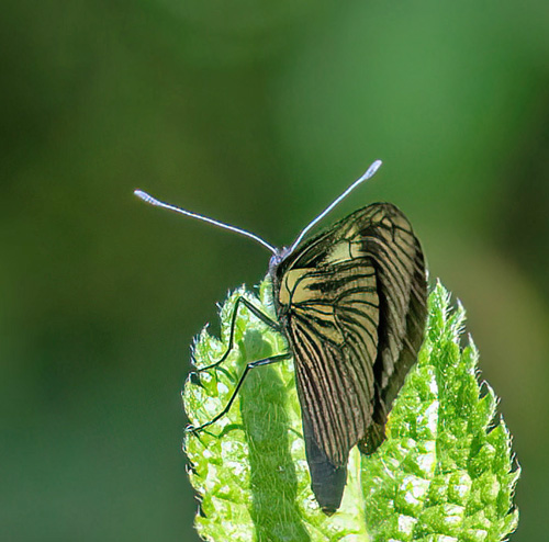 Cach, Cartago, Costa Rica november 7-8, 2021. Photographer; Knud Ellegaard