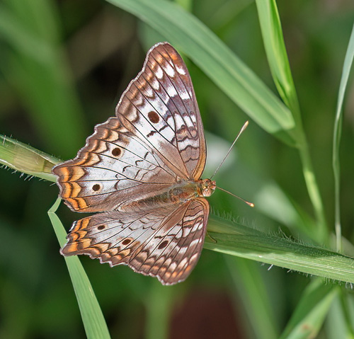 Colorad, Tortuguerro Nat. Park, Costa Rica november 10 - 11, 2021. Photographer; Knud Ellegaard