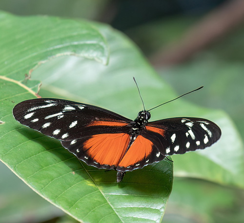 Colorad, Tortuguerro Nat. Park, Costa Rica november 10 - 11, 2021. Photographer; Knud Ellegaard