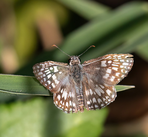 Colorad, Tortuguerro Nat. Park, Costa Rica november 10 - 11, 2021. Photographer; Knud Ellegaard