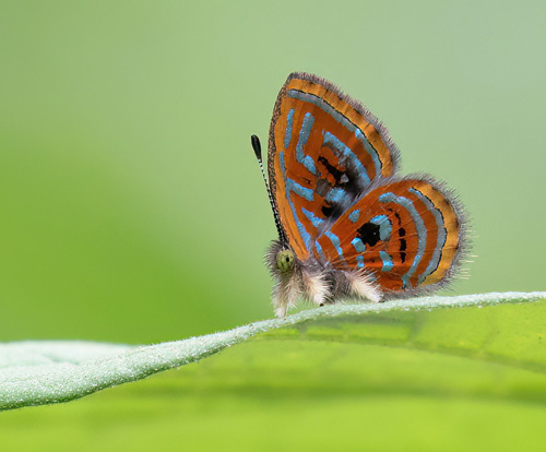 Black-spot Jewelmark / Simple Sarota, Sarota acantus (Stoll, 1781). Costa Rica november 13, 2021. Photographer; Knud Ellegaard